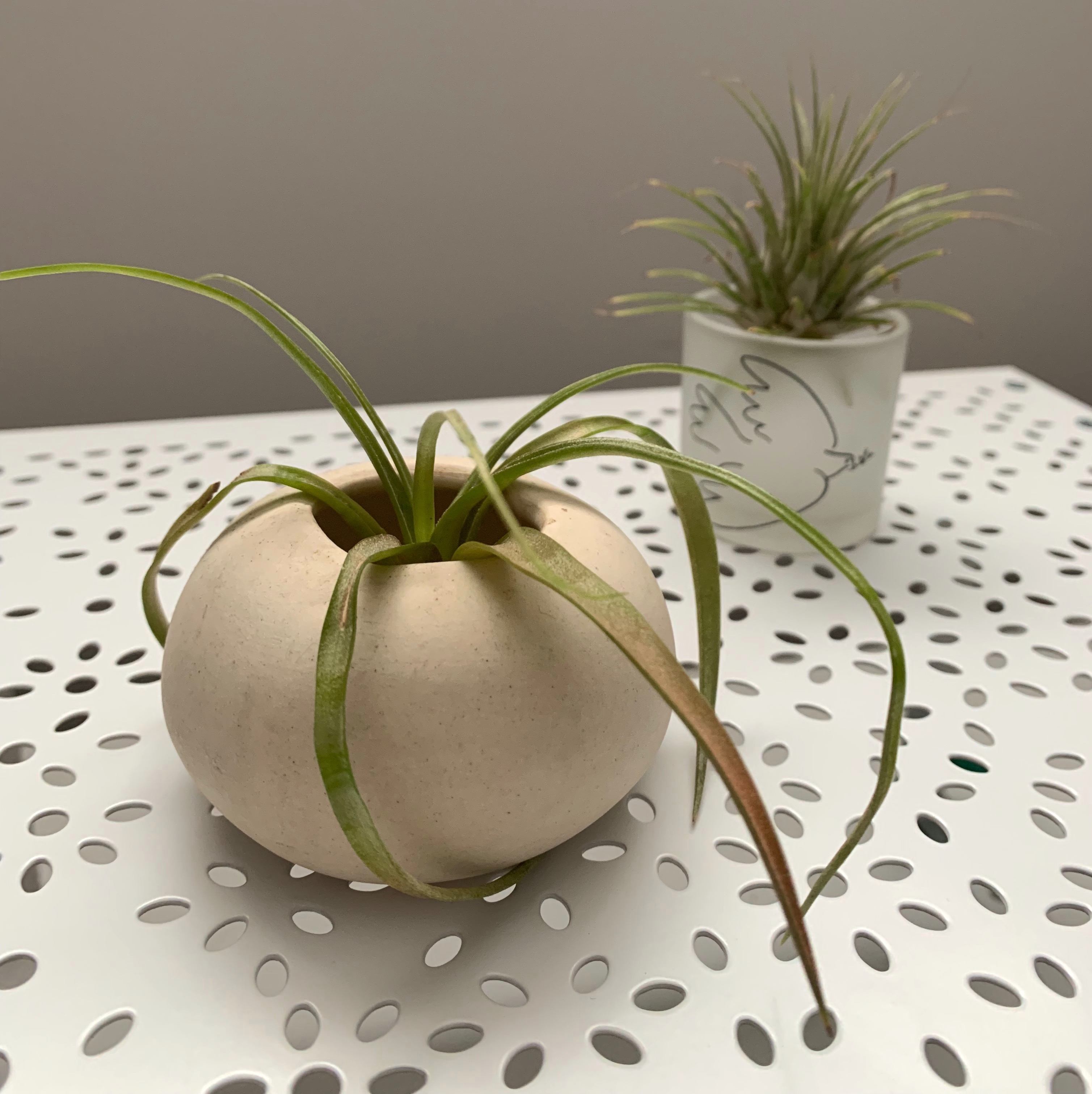 Two airplants sit in small vases on top of a white shelf.